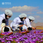 persian safron farms