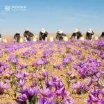 persian saffron farms