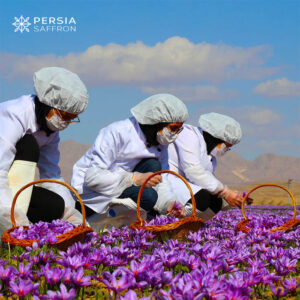 persian safron farms